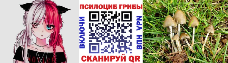 Купить где  Элиста  Галлюциногенные грибы GOLDEN TEACHER 